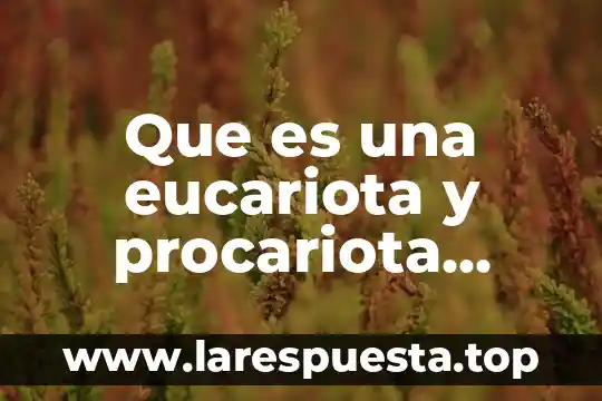 Qué es el núcleo de la célula eucariota y procariota 8 Que es una eucariota y procariota tablas