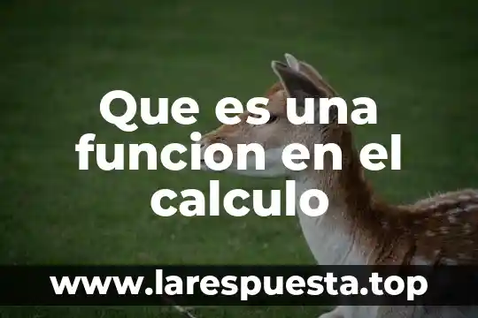 Que es una funcion en el calculo