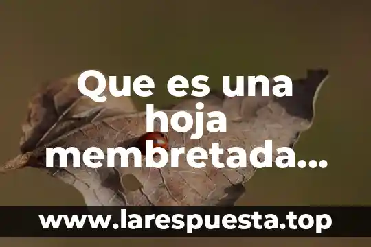 Que es una hoja membretada diseño word