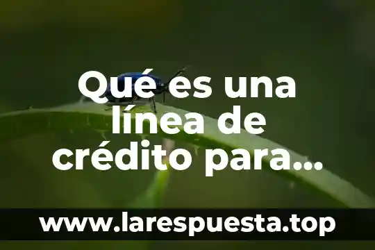 Qué es una línea de crédito para persona moral