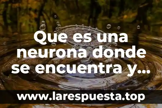 Que es una neurona donde se encuentra y su funcion