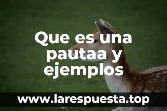 Que es una pautaa y ejemplos
