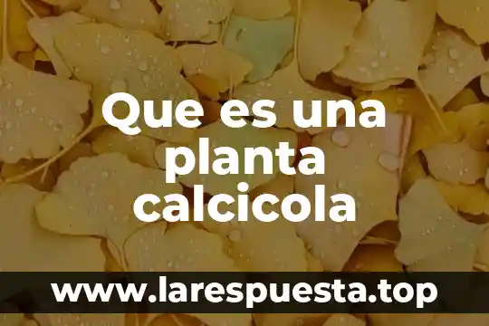 Que es la yuca planta 3 Que es una planta calcicola