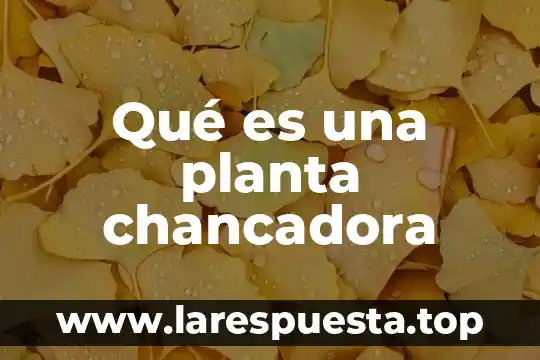 Que es la yuca planta 7 Qué es una planta chancadora
