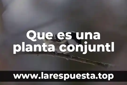 Que es una planta conjuntl