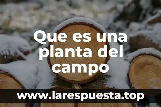 Que es una planta del campo
