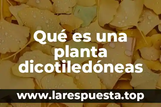 Qué es una planta dicotiledóneas
