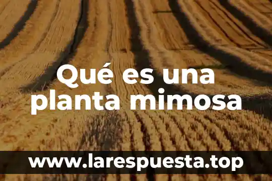 Qué es una planta mimosa