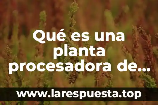 Qué es una planta procesadora de granos