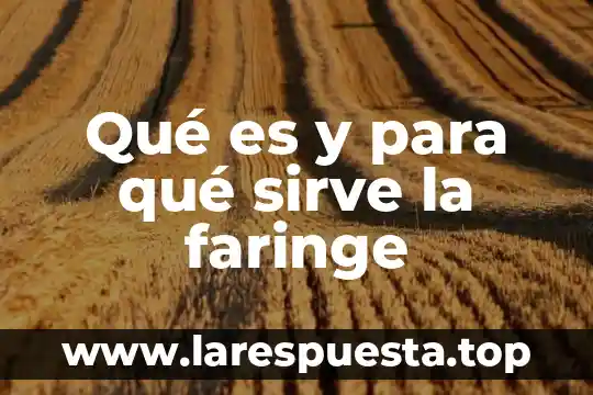 Que es ortiga para que sirve 5 Qué es y para qué sirve la faringe