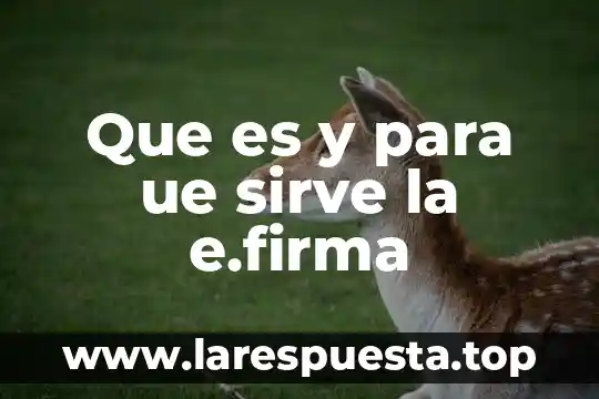Prueba de catalasa que es y para que sirve 3 Que es y para ue sirve la e.firma