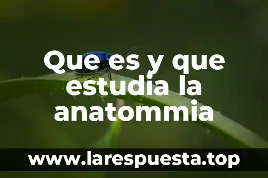 Que es llo que estudia el origen de los apellidos 4 Que es y que estudia la anatommia