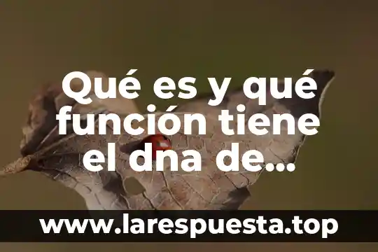 Que es definicion de la replicacion de dna 5 Qué es y qué función tiene el dna de nucleótido