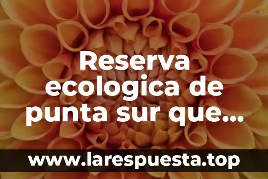 Que es reserva de derechos o certificado de indautor vigente 3 Reserva ecologica de punta sur que es