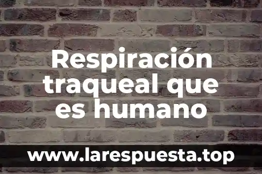 Respiración traqueal que es humano