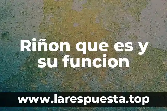 Que es funcion subsidiaria 8 Riñon que es y su funcion